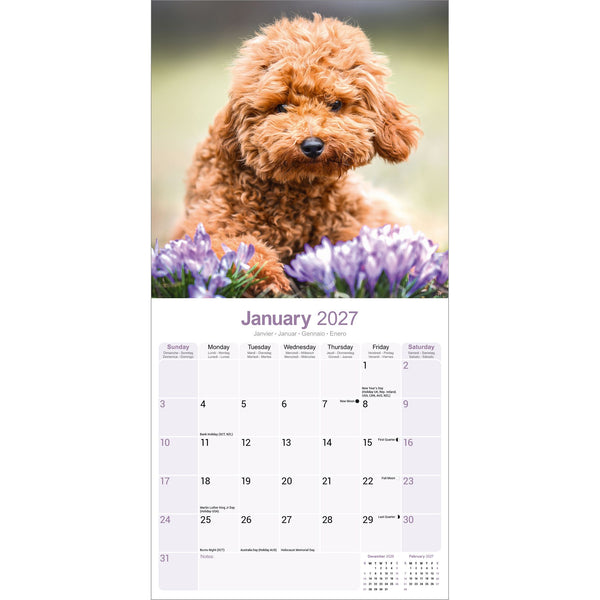 Poodle Toy & Miniature Calendar 2027