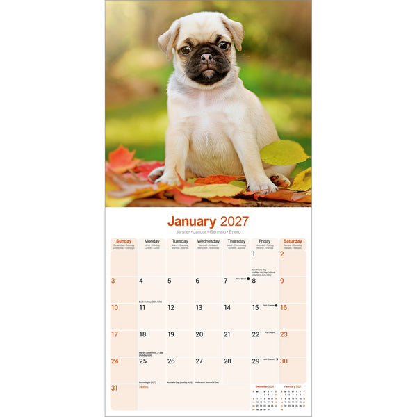 Pug Calendar 2027