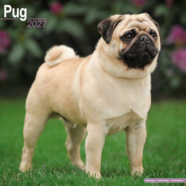 Pug Calendar 2027