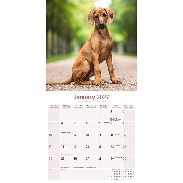 Rhodesian Ridgeback Calendar 2027