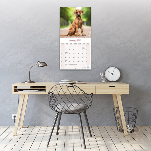 Rhodesian Ridgeback Calendar 2027