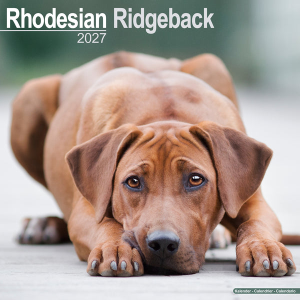 Rhodesian Ridgeback Calendar 2027
