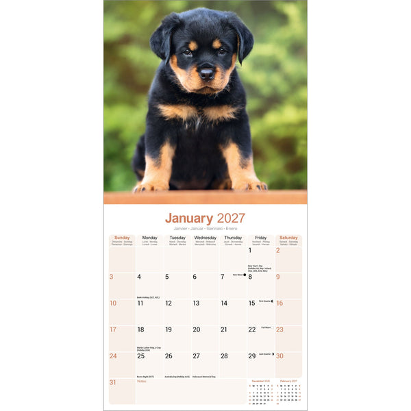 Rottweiler Calendar 2027