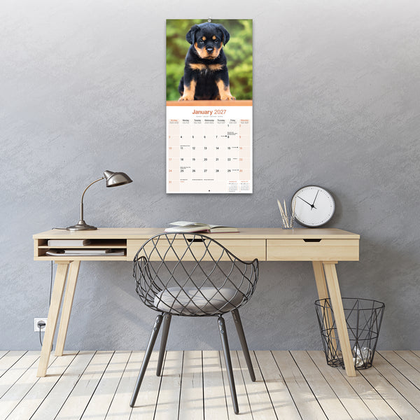 Rottweiler Calendar 2027