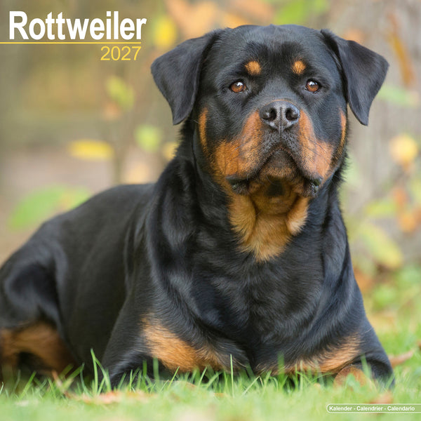 Rottweiler Calendar 2027