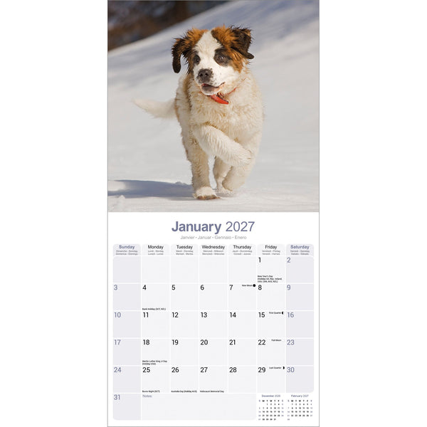 Saint Bernard Calendar 2027