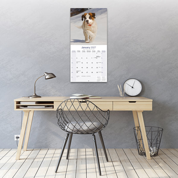 Saint Bernard Calendar 2027