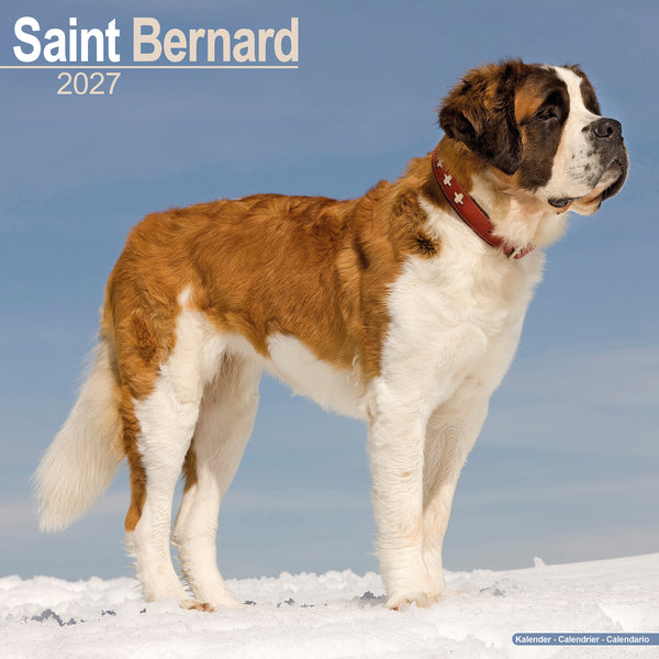 Saint Bernard Calendar 2027