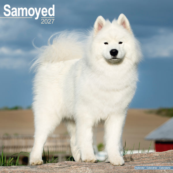 Samoyed Calendar 2027