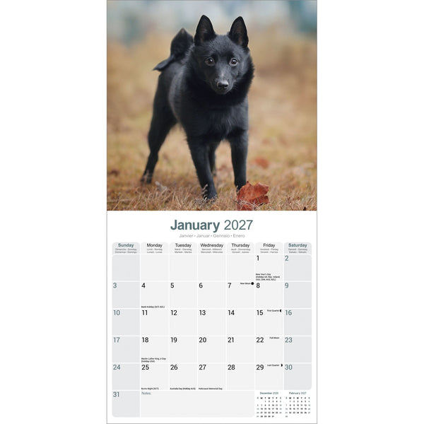 Schipperke Calendar 2027