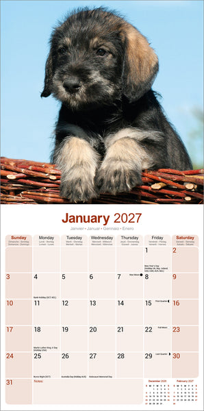 Schnauzer Calendar 2027