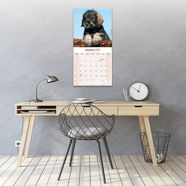 Schnauzer Calendar 2027