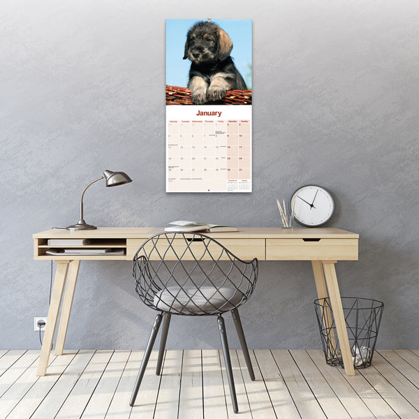Schnauzer Calendar 2027