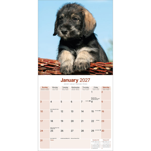 Schnauzer Calendar 2027