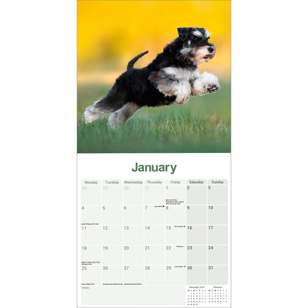 Schnauzer Miniature Calendar 2027