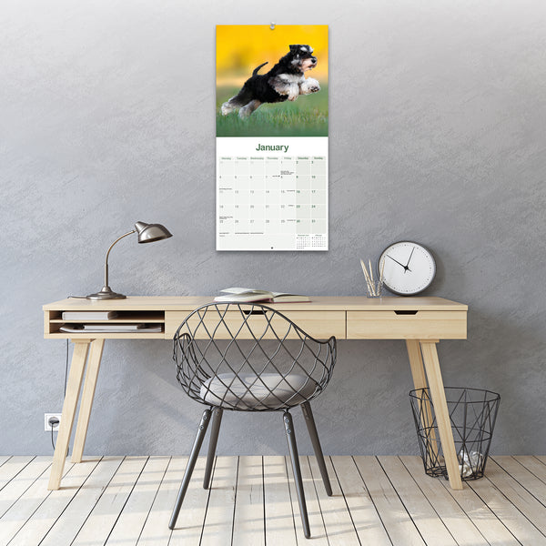 Schnauzer Miniature Calendar 2027