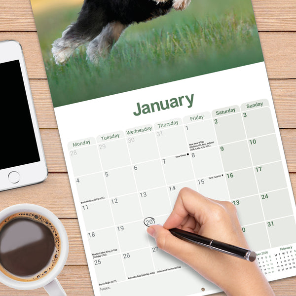Schnauzer Miniature Calendar 2027