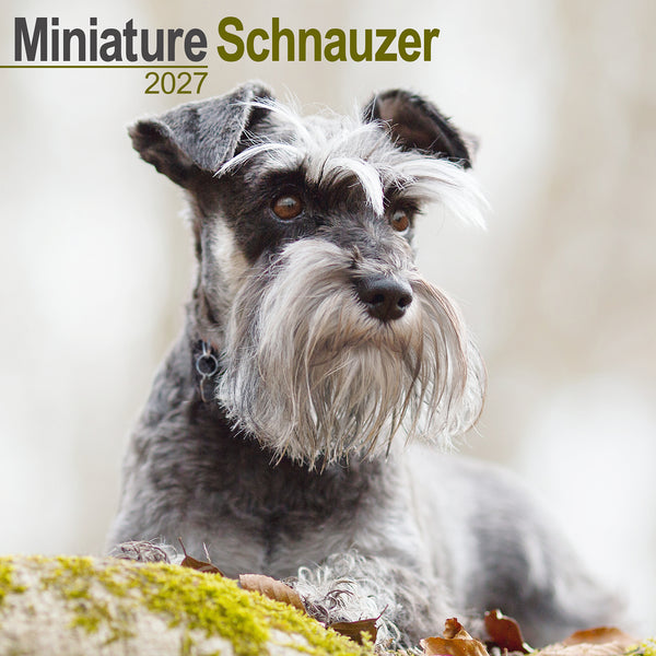 Schnauzer Miniature Calendar 2027