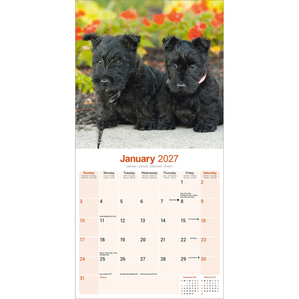 Scottish Terrier Calendar 2027