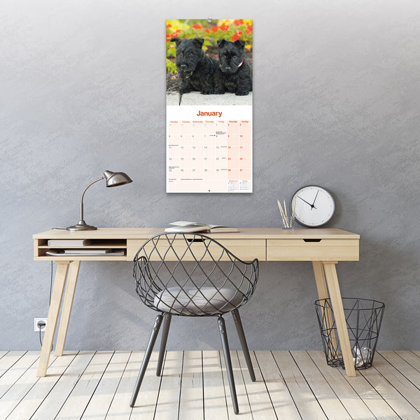 Scottish Terrier Calendar 2027