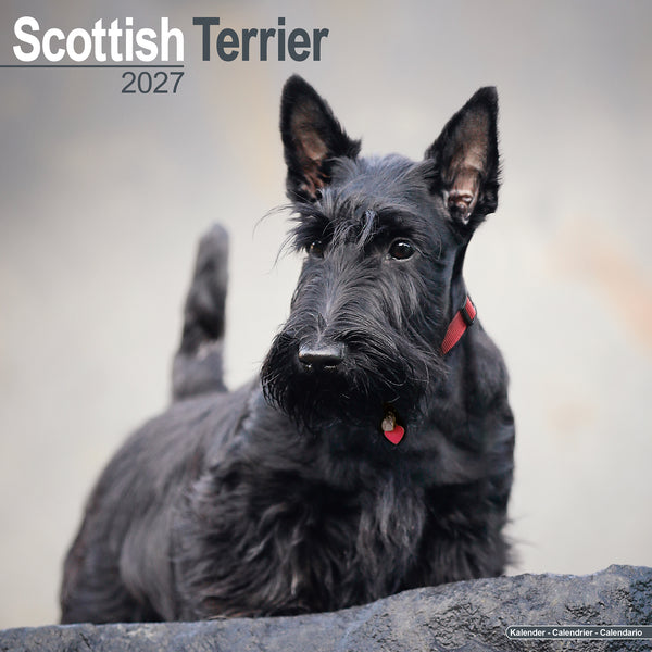 Scottish Terrier Calendar 2027