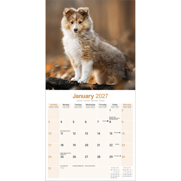 Shetland Sheepdog Calendar 2027