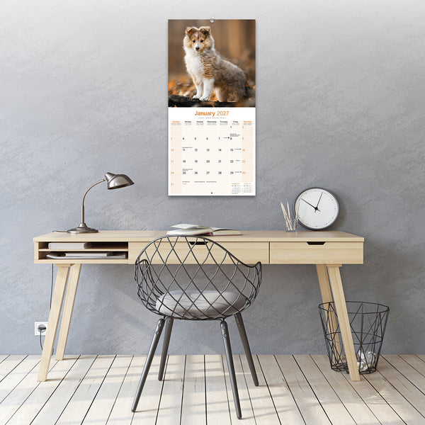 Shetland Sheepdog Calendar 2027