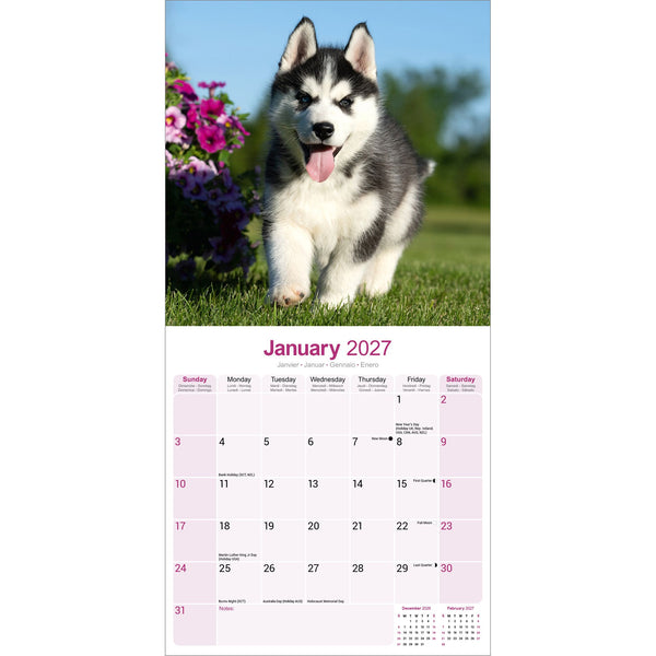 Siberian Husky Calendar 2027