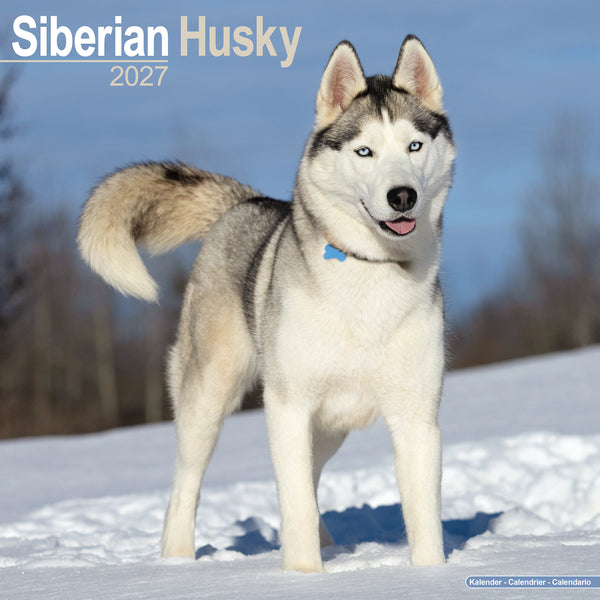 Siberian Husky Calendar 2027