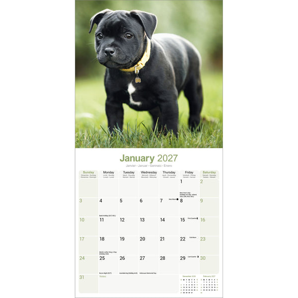 Staffordshire Bull Terrier Calendar 2027