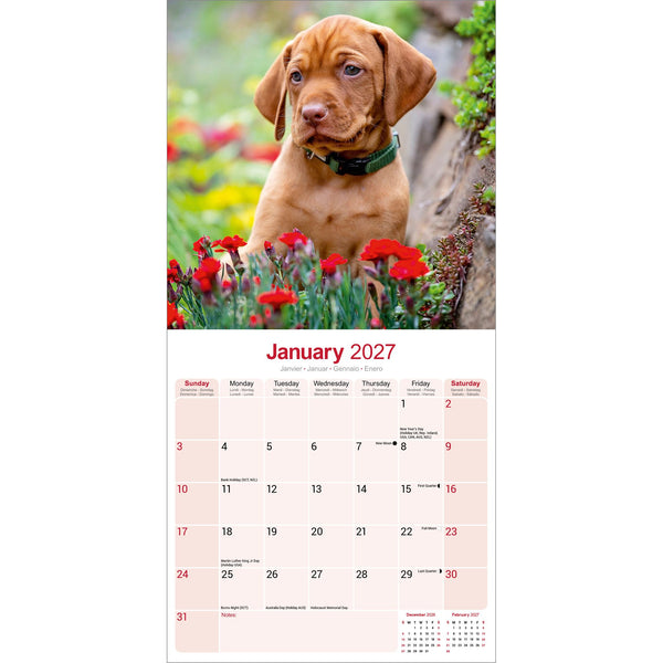 Vizsla Calendar 2027