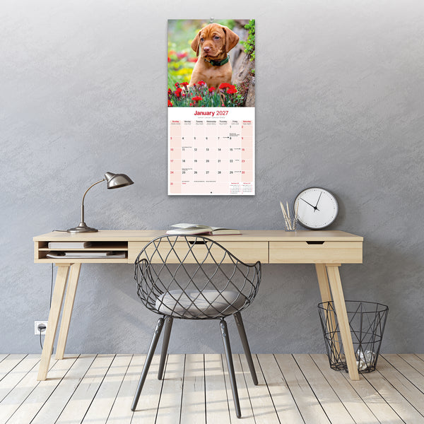 Vizsla Calendar 2027