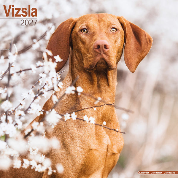 Vizsla Calendar 2027