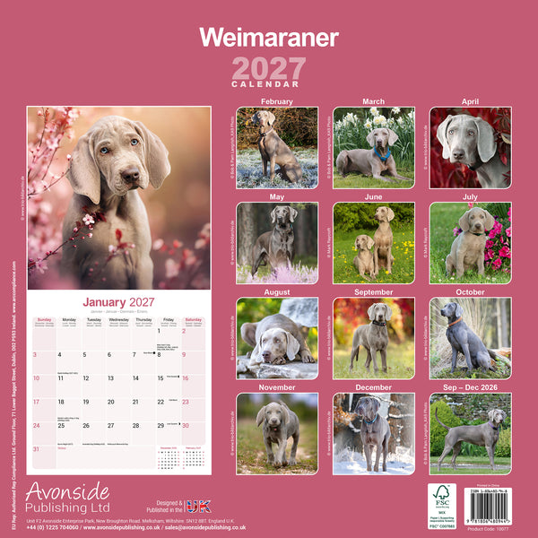 Weimaraner Calendar 2027