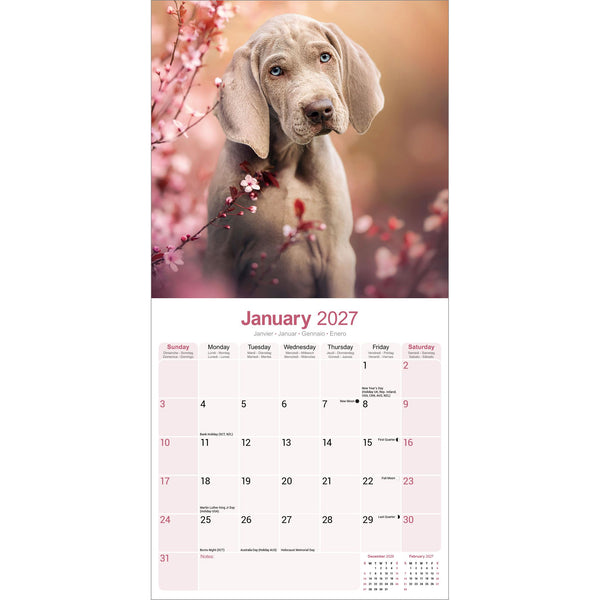 Weimaraner Calendar 2027
