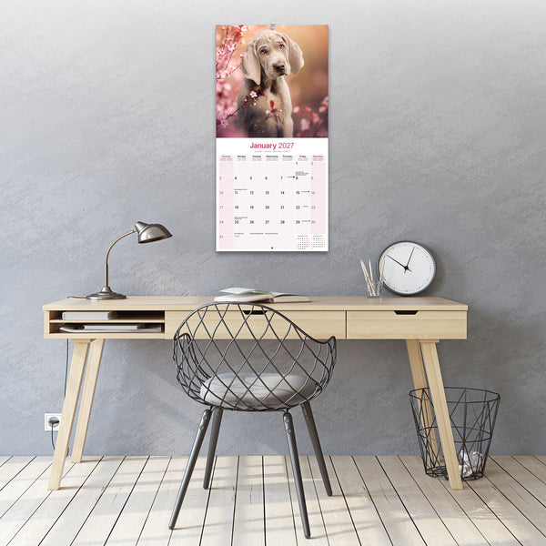 Weimaraner Calendar 2027