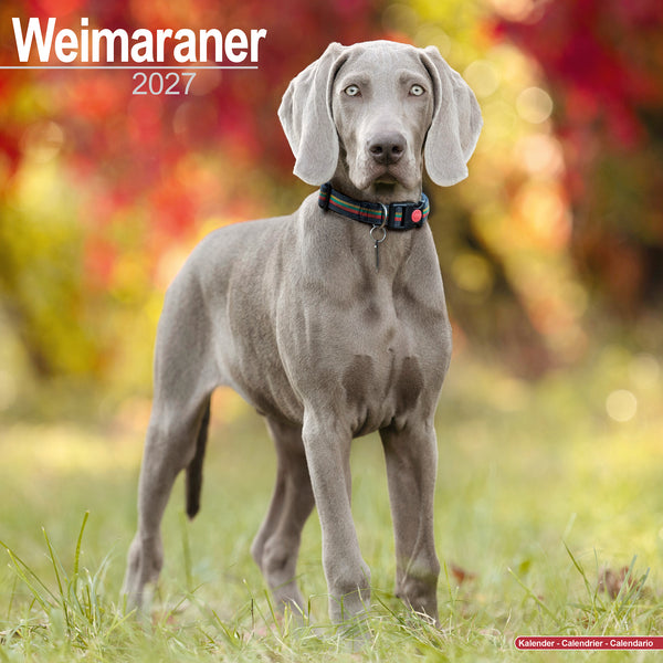 Weimaraner Calendar 2027