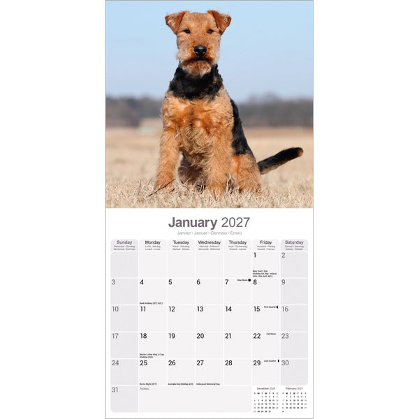 Welsh Terrier Calendar 2027