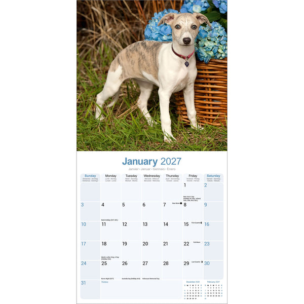 Whippet Calendar 2027