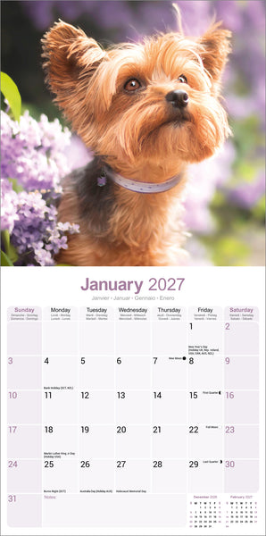 Yorkshire Terrier Calendar 2027