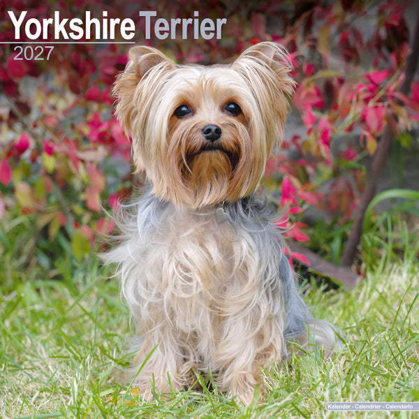 Yorkshire Terrier Calendar 2027