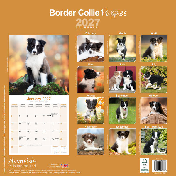 Border Collie Puppies Calendar 2027