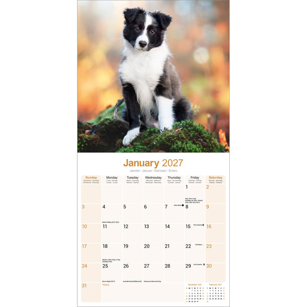 Border Collie Puppies Calendar 2027