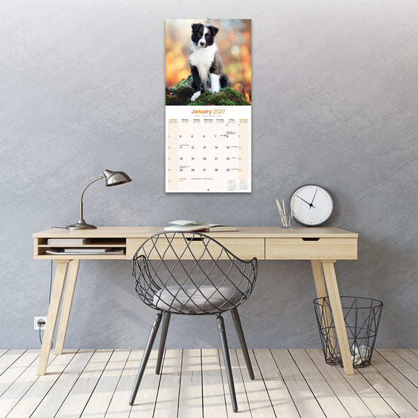 Border Collie Puppies Calendar 2027