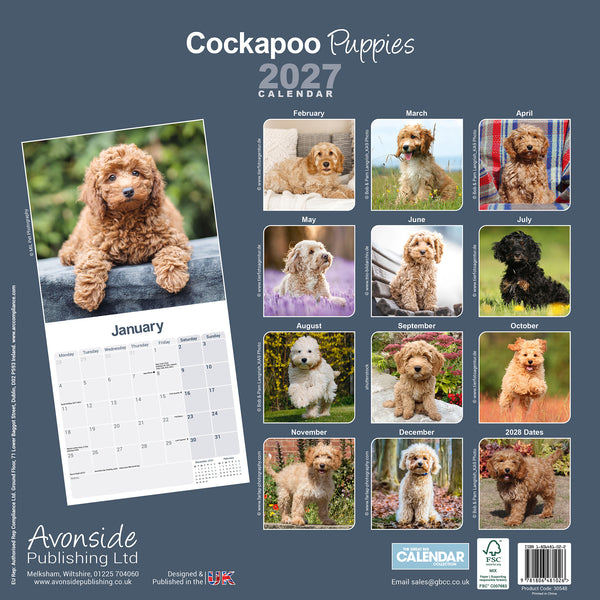Cockapoo Puppies Calendar 2027