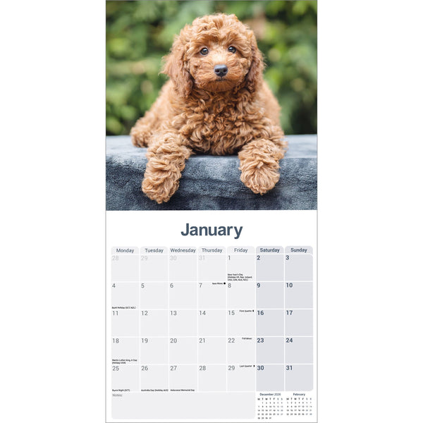 Cockapoo Puppies Calendar 2027