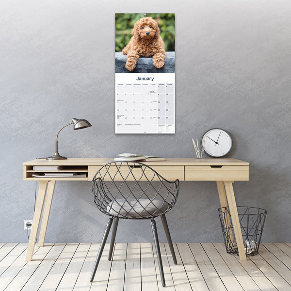 Cockapoo Puppies Calendar 2027
