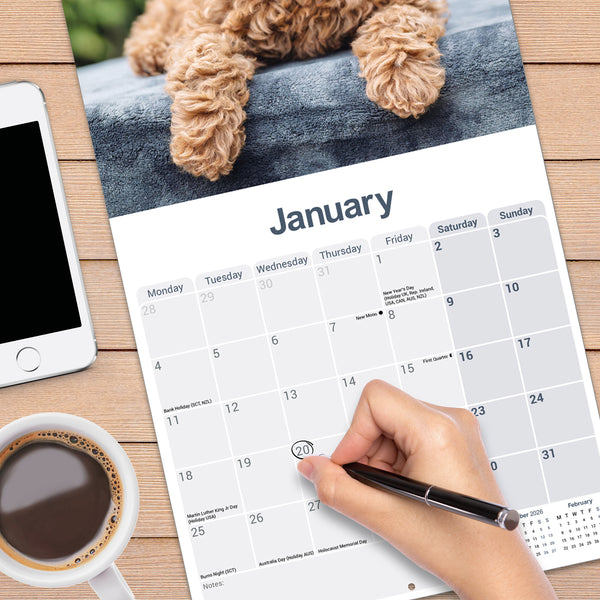 Cockapoo Puppies Calendar 2027