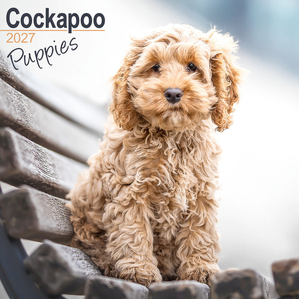 Cockapoo Puppies Calendar 2027