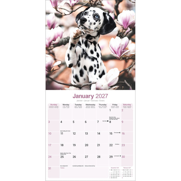 Dalmatian Puppies Calendar 2027